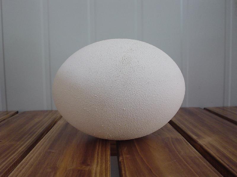 供應(yīng)廣州鴕鳥蛋鴕鳥蛋 深圳鴕鳥蛋廣州鴕鳥蛋鴕鳥蛋深圳鴕鳥蛋