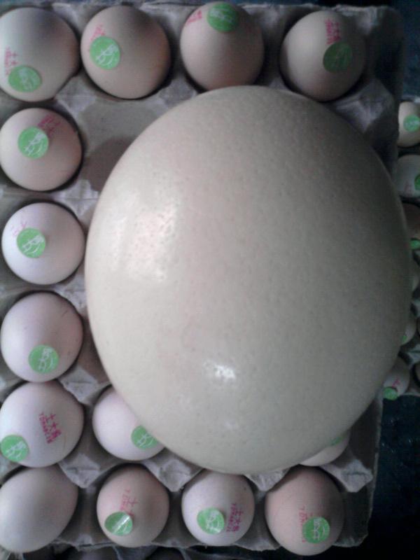 供應(yīng)廣州鴕鳥蛋鴕鳥蛋好吃鴕鳥蛋