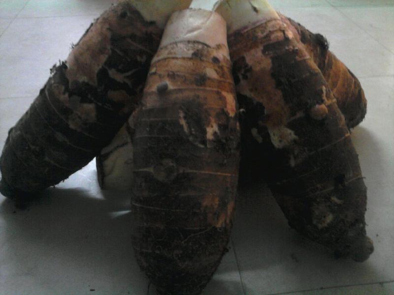 供應(yīng)張溪香芋供應(yīng)商