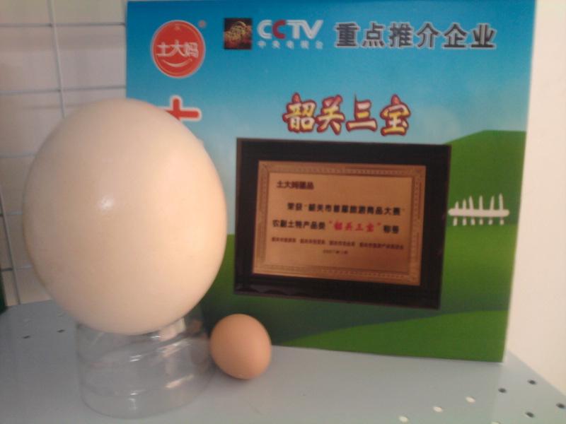 供應(yīng)惠州鴕鳥蛋鴕鳥蛋