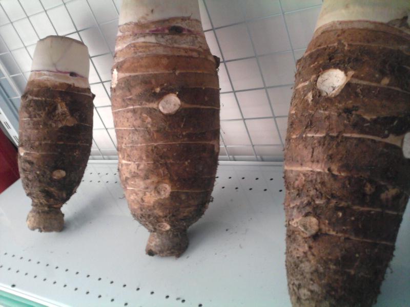 供應(yīng)張溪香芋廣州天河區(qū)