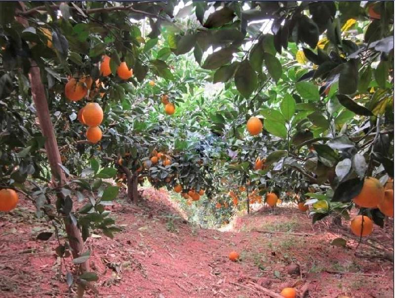 廣州贛南臍橙圖片