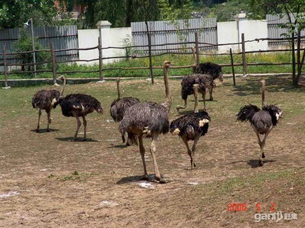 供應深圳鴕鳥蛋鴕鳥蛋