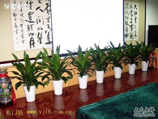 花卉租擺圖片/花卉租擺樣板圖 (4)