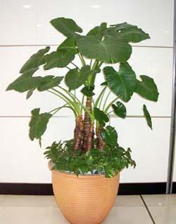 供應綠植花卉租擺