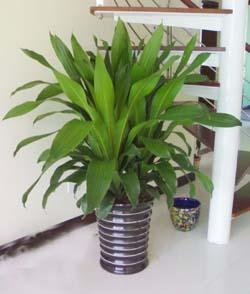 供應綠植花卉租擺