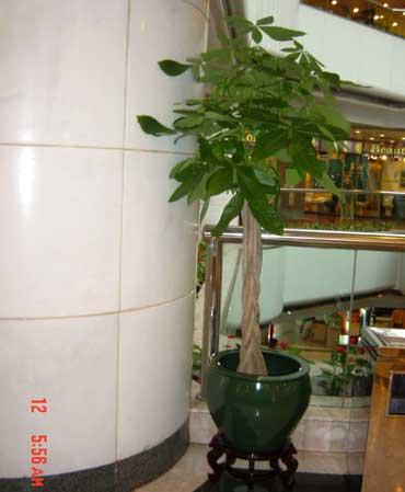 綠植銷售綠植花卉租擺圖片