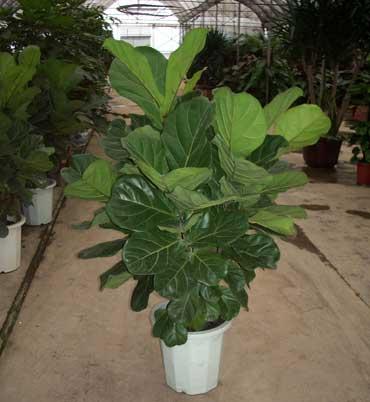 擺放圖片/擺放樣板圖 (2)