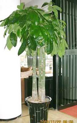 朝陽綠植養(yǎng)護朝陽綠植養(yǎng)護公司圖片