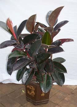 供應綠植花卉租擺