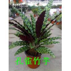 供應(yīng)植物租擺室內(nèi)綠植養(yǎng)護(hù)