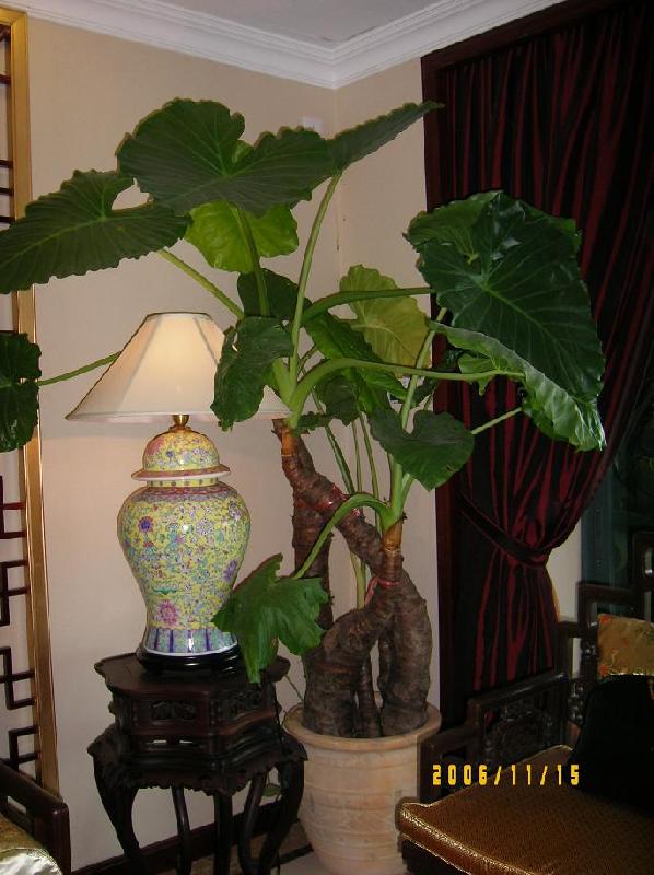 供應(yīng)觀葉綠植室內(nèi)觀葉綠植租擺室內(nèi)綠植