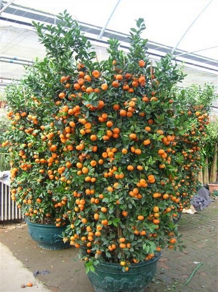 辦公室綠植養(yǎng)護(hù)室內(nèi)綠植租擺圖片