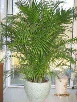 供應室內(nèi)綠植擺放花卉