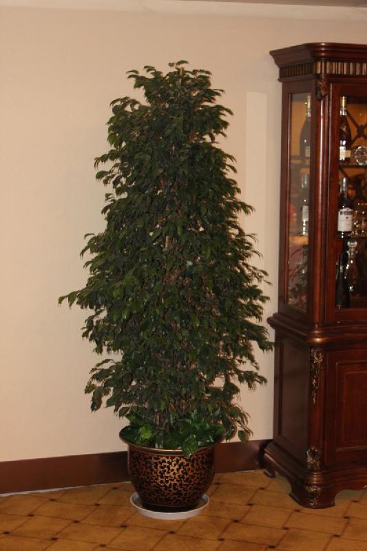 供應專業(yè)綠植租賃專業(yè)綠植養(yǎng)護