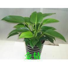 供應(yīng)植物租擺室內(nèi)綠植養(yǎng)護(hù)