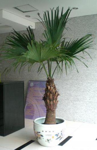 花卉租擺報(bào)價(jià)北京花卉租擺報(bào)價(jià)圖片