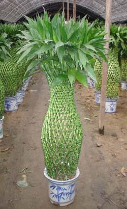 供應綠植花卉租擺