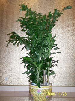 供應(yīng)花草盆景綠植