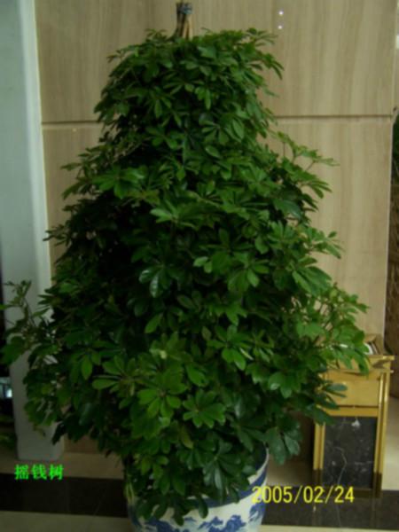 花卉租擺花卉租擺價格圖片