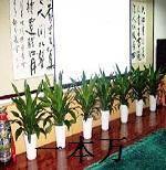 供應(yīng)綠植辦公室綠植辦公室綠植租擺