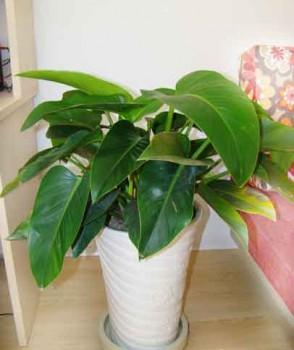 室內(nèi)花卉租擺室內(nèi)大葉綠植圖片