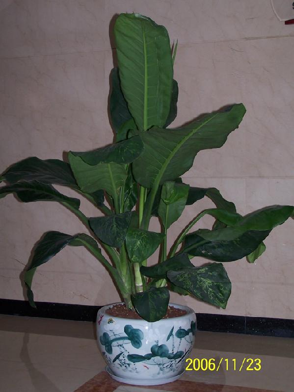 供應(yīng)北京植物租賃北京綠色植物出租