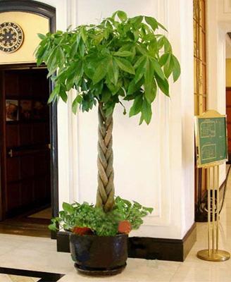 供應辦公室綠植銷售綠蘿銷售發(fā)財樹出租