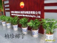 供應(yīng)北京植物租賃北京植物租賃公司