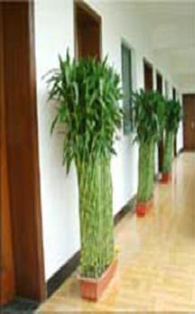 室內(nèi)綠植擺放室內(nèi)綠植租賃圖片