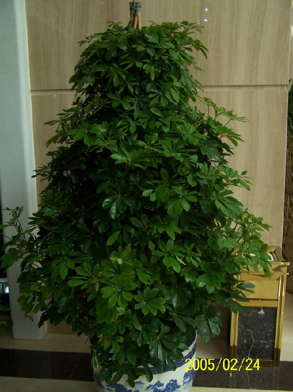 供應(yīng)花卉租賃公司北京花卉租賃公司