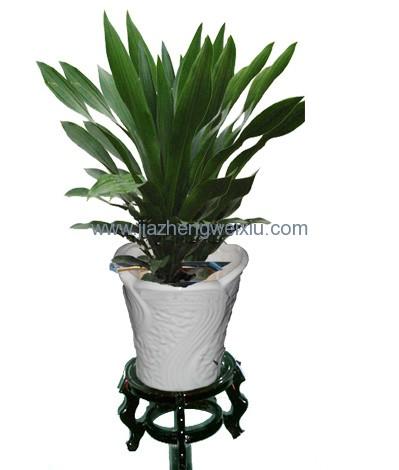 供應(yīng)辦公綠化辦公室綠植租賃