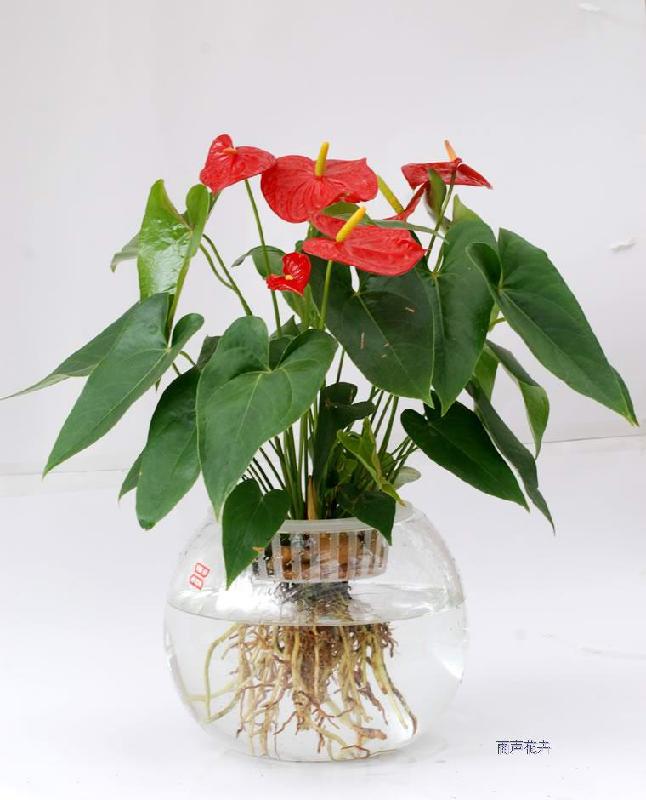 供應花卉租賃公司