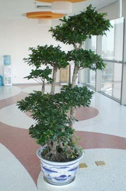 供應室內(nèi)綠植擺放花卉