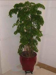 供應(yīng)北京植物租賃北京綠色植物出租