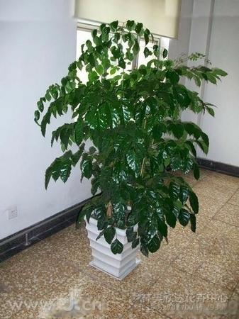 北京花卉公司北京花卉租擺咨詢圖片