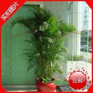 供應(yīng)觀葉綠植室內(nèi)觀葉綠植租擺室內(nèi)綠植