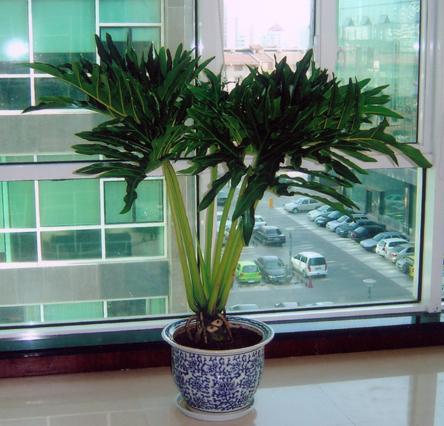 供應植物租擺室內(nèi)植物租擺