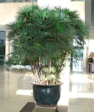 供應(yīng)北京植物租賃北京綠色植物出租