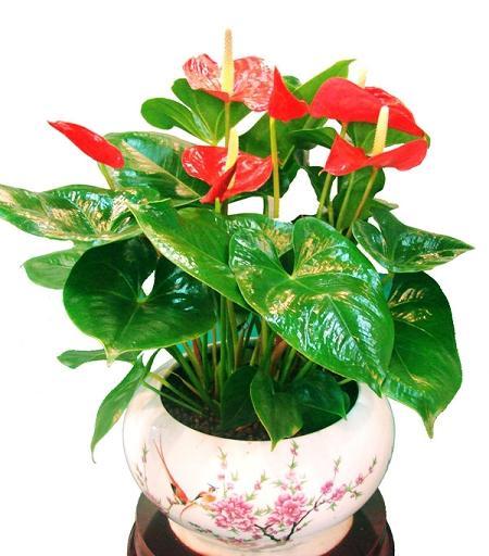 供應(yīng)觀葉綠植室內(nèi)觀葉綠植租擺室內(nèi)綠植