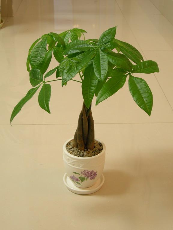 綠植租賃綠植銷售圖片