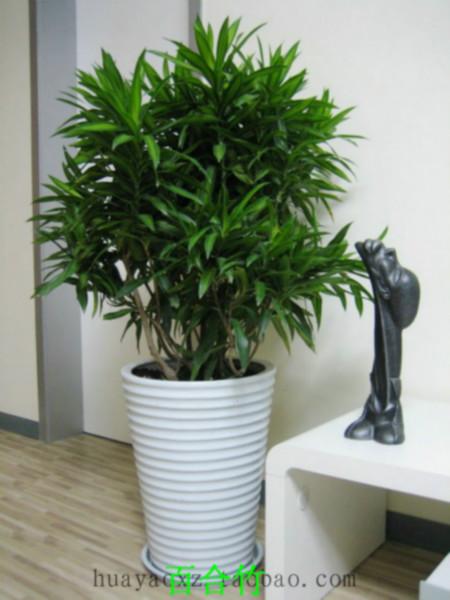 供應(yīng)花卉租擺花卉租擺價(jià)格