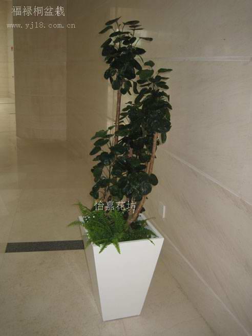 供應花卉綠植出租