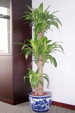 供應植物租擺室內(nèi)植物租擺