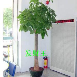 供應(yīng)花卉租擺花卉租擺價(jià)格