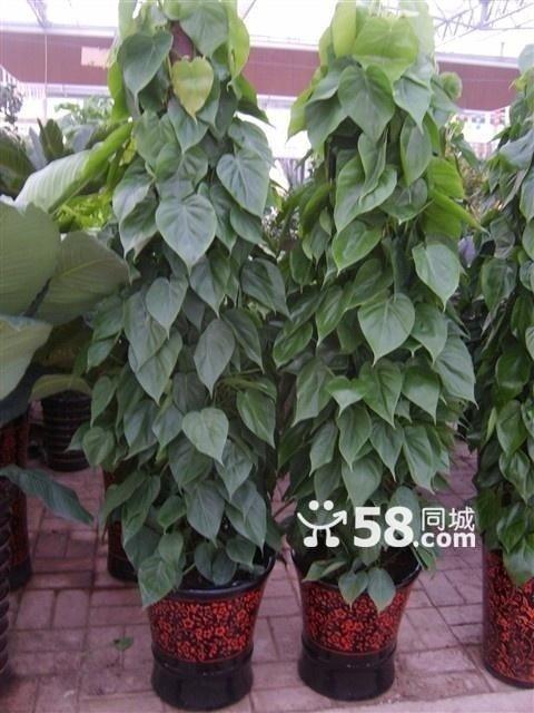 供應(yīng)綠植銷售綠植花卉租擺