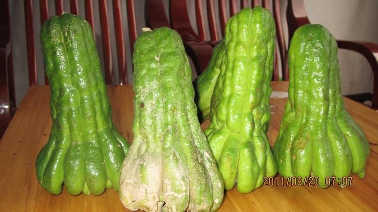 供應(yīng)廣佛手價格廣西廣佛手批發(fā)商，廣佛手報價廣西廣佛手供應(yīng)商