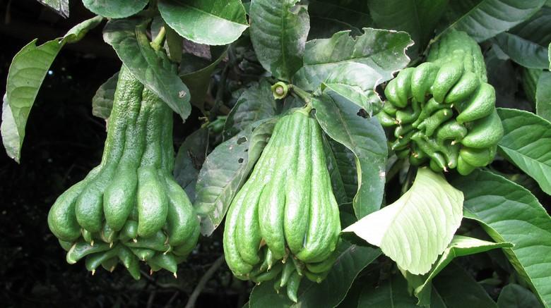 桂林廣佛手價(jià)格圖片