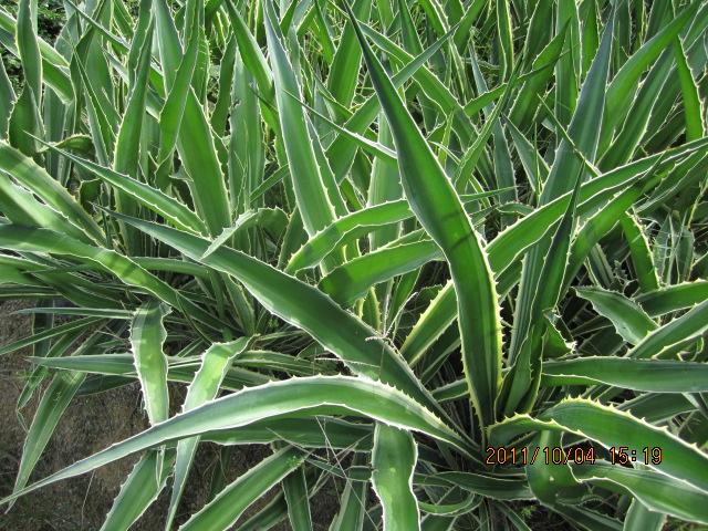 供應(yīng)金邊龍舌蘭