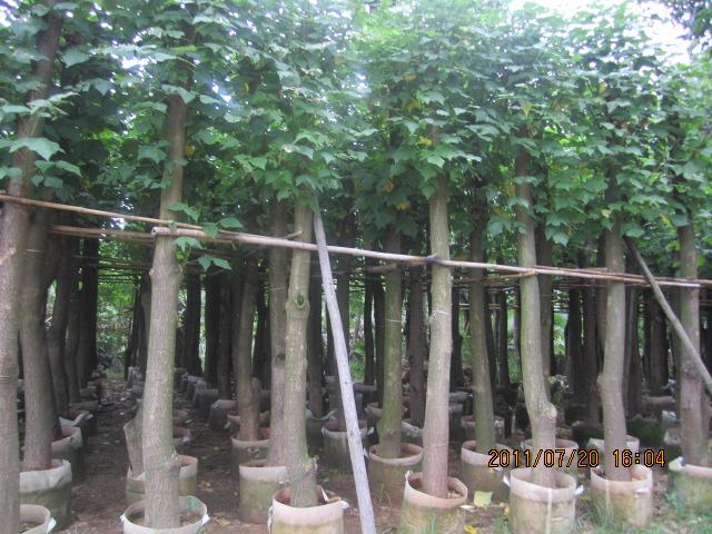 供應(yīng)雞冠刺桐 規(guī)格 福建雞冠刺桐報(bào)價(jià)